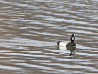 Lesser Scaup